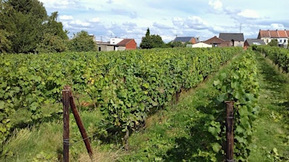 Image principale de Les balades de Filip :  le vignoble du Clos de l’Alliance à Boussu-Bois