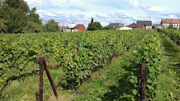 Imagem principal de Les balades de Filip :  le vignoble du Clos de l’Alliance à Boussu-Bois