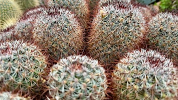 Imagen principal de The Incredible World of Cacti and Succulents