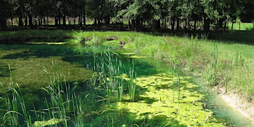 Image principale de Living on a Few Acres - Backyard Pond Mangement