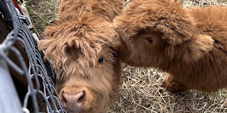 Mommy & Me Highland Cow Painting Event!