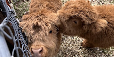 Primaire afbeelding van Mom’s Night Out with Baby Highland Cows!