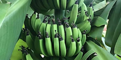 Imagen principal de Green Banana, Cactus, Yuca and Papaya  Permaculture Cooking Class