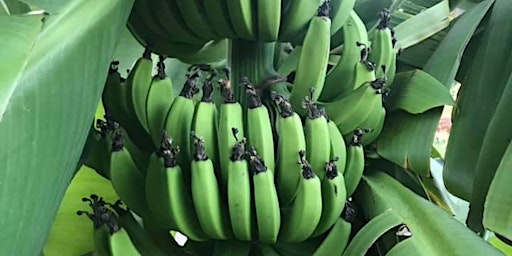 Imagem principal de Green Banana, Cactus, Yuca and Papaya  Permaculture Cooking Class