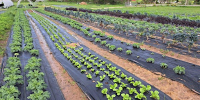 Hauptbild für Vegetable Field Day at Whitehurst Farm