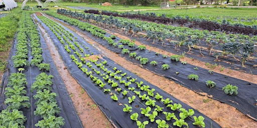 Primaire afbeelding van Vegetable Field Day at Whitehurst Farm