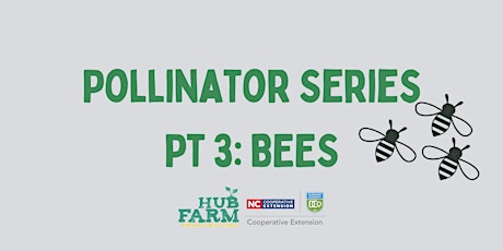 Pollinator Series Part 3: Bees