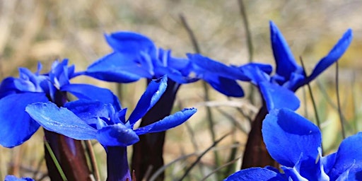 Imagen principal de 'Spring gentians and others plants' guided walk with Dr. Margaret Bradshaw
