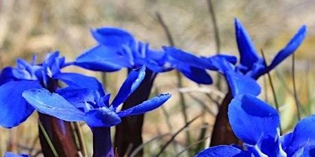 'Spring gentians and others plants' guided walk with Dr. Margaret Bradshaw