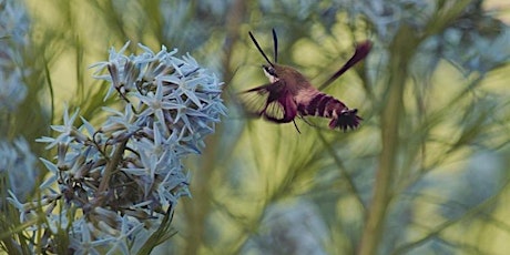 Gardener's Workshop: Pollinator Friendly Plants