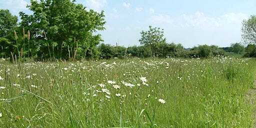 Marton Mere LNR -  Discovery Walk 3 of 6 - Wildflower Meadow / NoMowMay