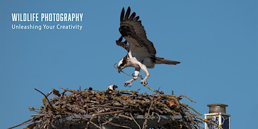 Imagem principal do evento Wildlife Photography:  Unleashing Your Creativity - LIVE w/Sony Alpha