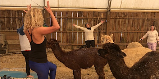 Hauptbild für Alpaca Yoga