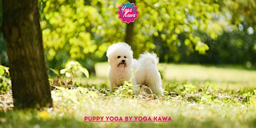 Primaire afbeelding van Puppy Yoga (Adults-Only) by Yoga Kawa Markham Bichon Frise