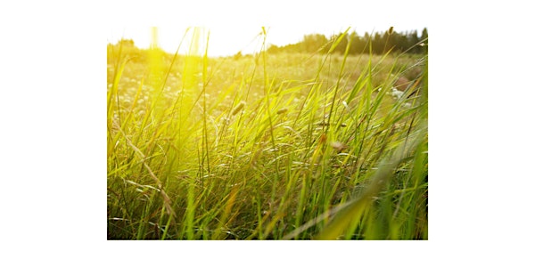 Pasture Weed Management