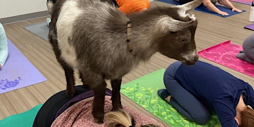 Saturday Stretch & deStress with Goat Yoga primary image