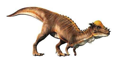 Imagem principal do evento Dino Spotlight - Pachycephalosaurus