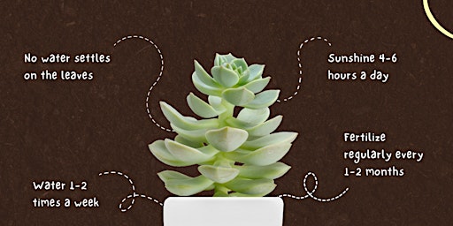 Create a Succulent Bowl primary image
