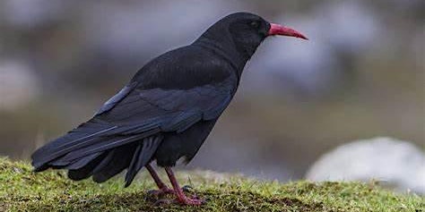 Chough Chat primary image