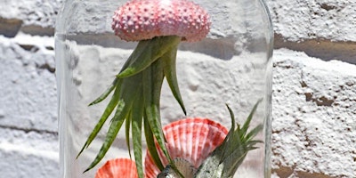 Jellyfish Air Plant Terrarium Workshop primary image