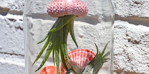 Hauptbild für Jellyfish Air Plant Terrarium Workshop