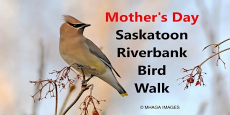 Mother's Day - Saskatoon Riverbank Bird Walk