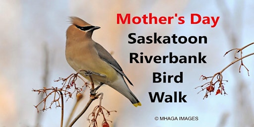 Imagem principal do evento Mother's Day - Saskatoon Riverbank Bird Walk