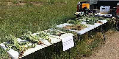 Noxious Weed ID Booth primary image