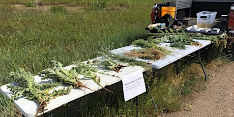 Noxious Weed ID Booth