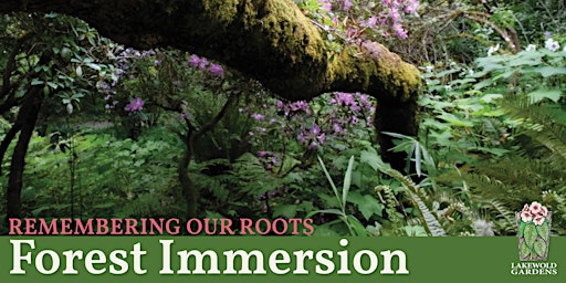 Hauptbild für Remembering Our Roots Forest Immersion