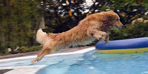 Image principale de The Dog Paddle!