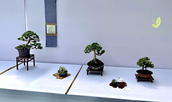 Fundamentos Básicos del Bonsai  primärbild