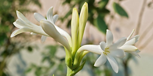 Hauptbild für The Genealogy of Scent: Creamy Florals with Dana El Masri (in person)