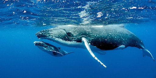 Imagen principal de Humpback whales on the Gold Coast