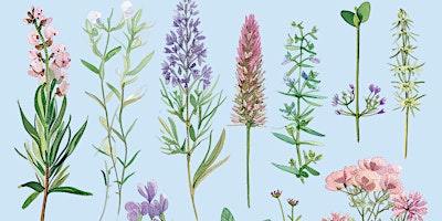 Primaire afbeelding van Bud, Blossom and Bloom- Herb of the Month