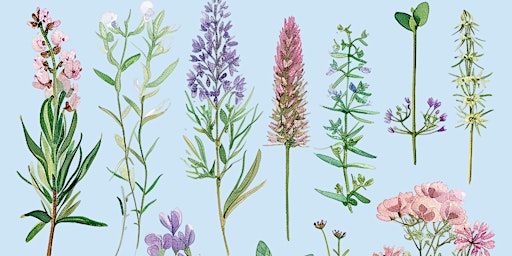 Imagem principal do evento Bud, Blossom and Bloom- Herb of the Month
