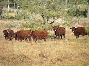 Learn about managing herds of cattle in an extensive  “rewilded” heathland