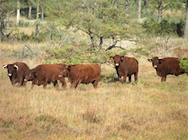 Learn about managing herds of cattle in an extensive  “rewilded” heathland  primärbild