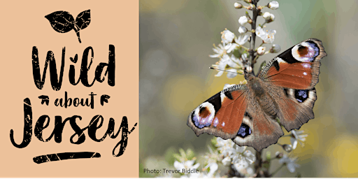 Primaire afbeelding van Butterfly Surveying in Jersey