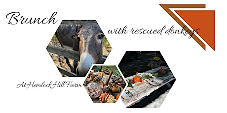 Brunch with Rescue Donkeys