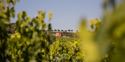 Immagine principale di Pranzo e degustazione Slow Wine in Cantina 