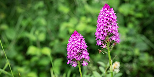 Orchids Galore at BBOWT’s Aston Clinton Ragpits Reserve primary image