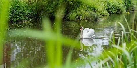 Canal & River Trust: A wildlife walk from Castle Gardens to Limekiln Lock