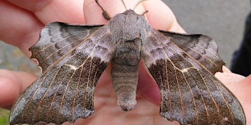 Primaire afbeelding van Montrose Moth Night