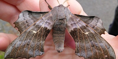 Imagem principal de Montrose Moth Night