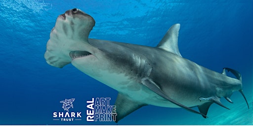 Imagem principal do evento TALK: Shark Conversation - Science and Art