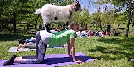Goat Yoga! primary image