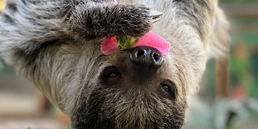 Tea and Talks: Sloths and Armadillos primary image