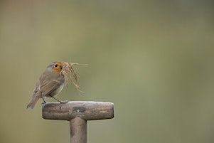 Imagen principal de Introduction to Garden Bird Photography Talk (ELC 2806)