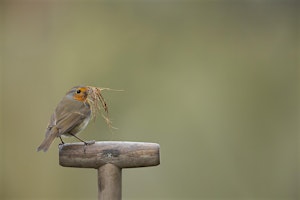 Hauptbild für Introduction to Garden Bird Photography Talk (ELC 2806)